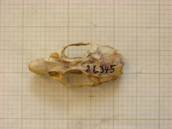 Media type: image;   Mammalogy 26345